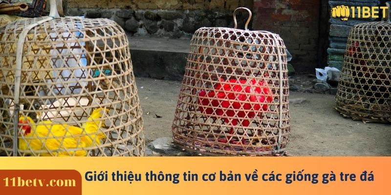 Giới thiệu thông tin cơ bản về các giống gà tre đá 