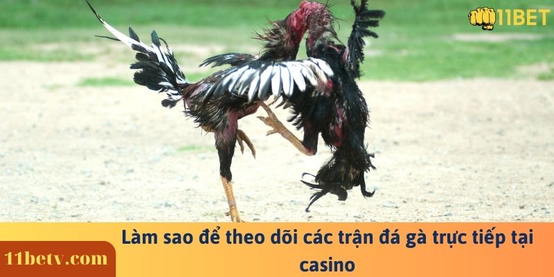 Làm sao để theo dõi các trận đá gà trực tiếp tại casino 11Bet