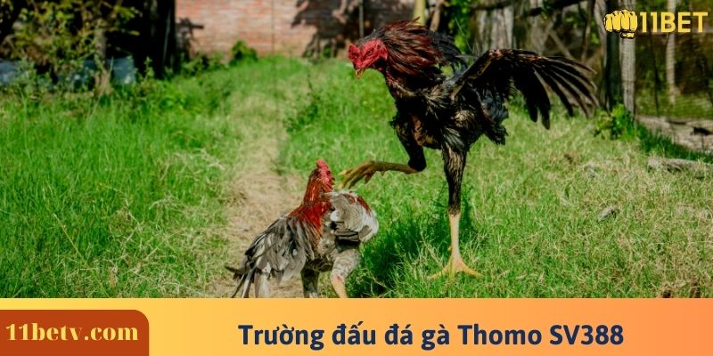 Trường đấu đá gà Thomo nổi tiếng SV388