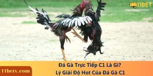 Đá Gà Trực Tiếp C1 Là Gì? Lý Giải Độ Hot Của Đá Gà C1