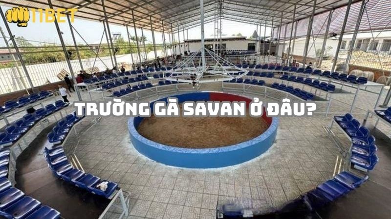 Trường gà Savan ở đâu