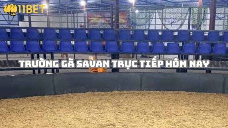 Trường gà Savan trực tiếp hôm nay