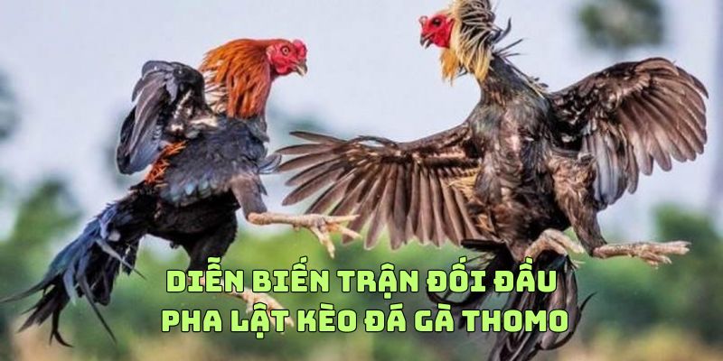 Diễn biến trận đối đầu gay cấn pha lật kèo đá gà Thomo