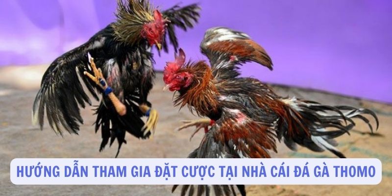 Hướng dẫn tham gia đặt cược tại nhà cái đá gà Thomo 11BET