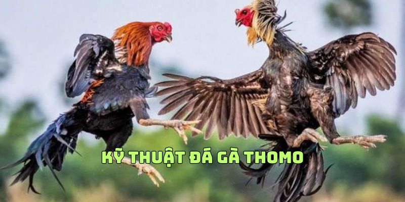 Kỹ Thuật Đá Gà Thomo Chuẩn 2023 Mọi Sư Kê Cần Nắm Được