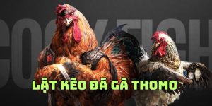 Pha Lật Kèo Đá Gà Thomo Hot Nhất Giải Đấu Tháng 12