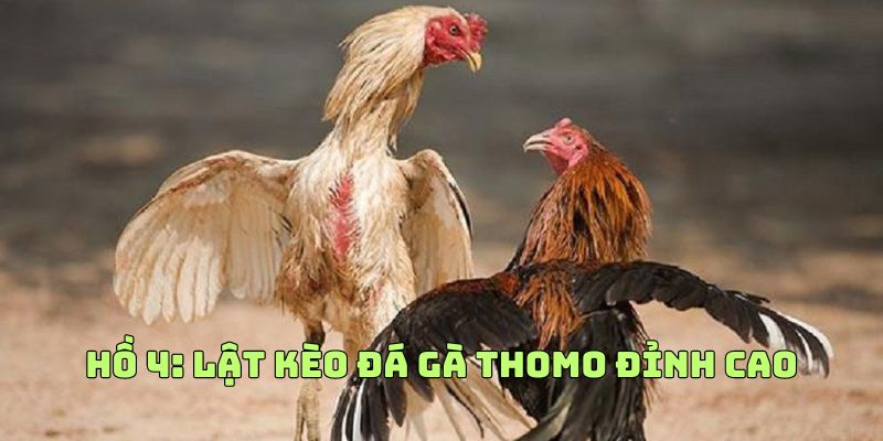 Hồ 4: Lật kèo đá gà Thomo đỉnh cao