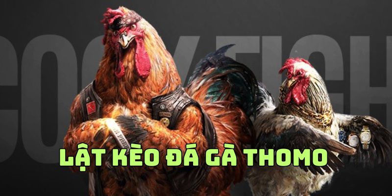 Pha Lật Kèo Đá Gà Thomo Hot Nhất Giải Đấu Tháng 12