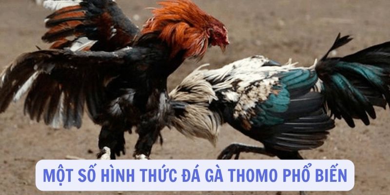 Một số những hình thức đá gà Thomo phổ biến