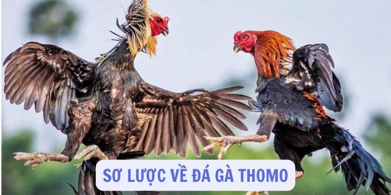 Sơ lược về khái niệm đá gà Thomo